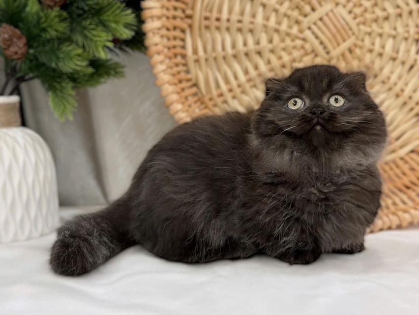 แมวมันช์กิ้น เด็กชาย 3