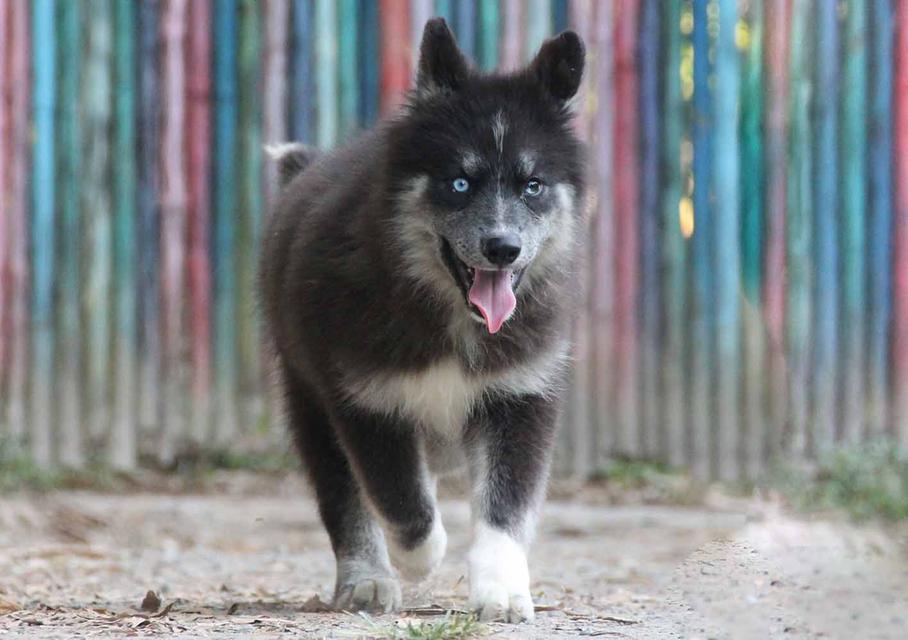 ไซบีเรียนแท้ เพศหญิง ตาสองสี 3