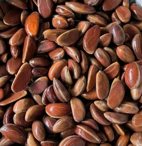 เมล็ดมะริดสีแดง พันธุ์ไทย