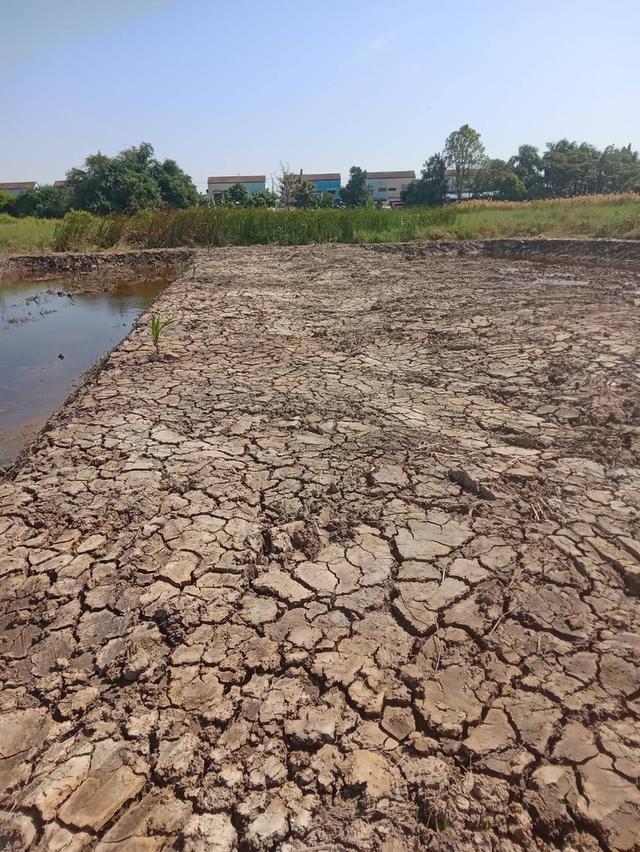 ขายที่ดินเปล่า 525 ตรว. ติดถนนคอนกรีต ซอยเทศบาลบางปู 83 6