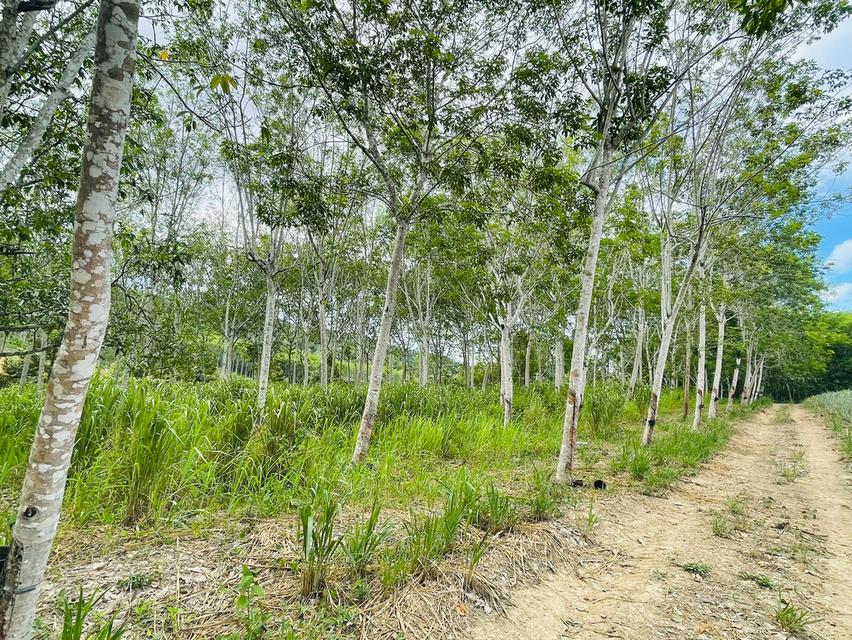 ขายที่ดิน ป่าละอู ห้วยสัตว์ใหญ่ หัวหิน สวนทุเรียน ยางพารา 22 ไร่เศษ พร้อมบ้าน 1 หลัง 3