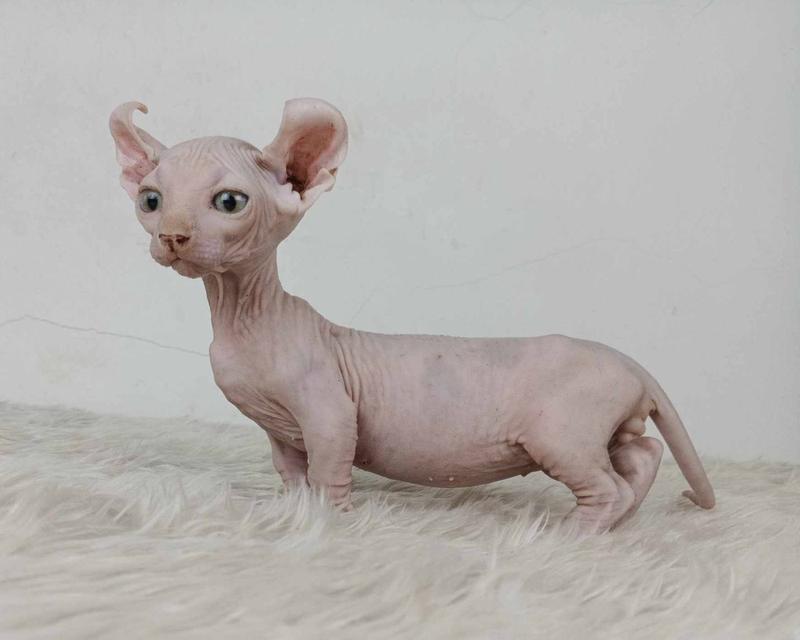 30.แมวดเวล/เพศผู้ หาบ้าน Dwelf Cat/Male looking for a new home 6