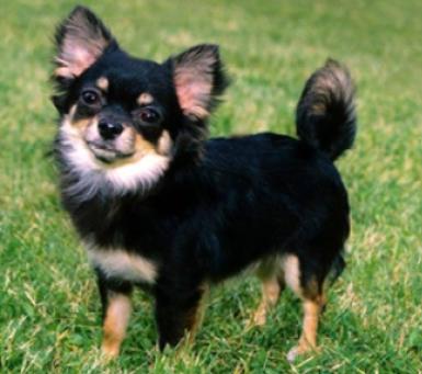 ชิวาวา (พันธุ์ขนเรียบ), (Chihuahua smooth coat) 3