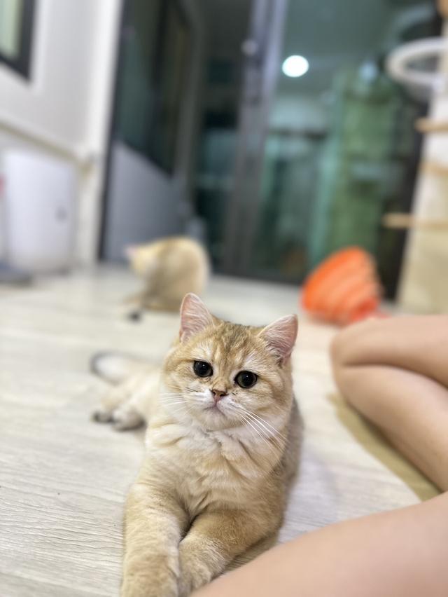บริติช ผู้หญิง