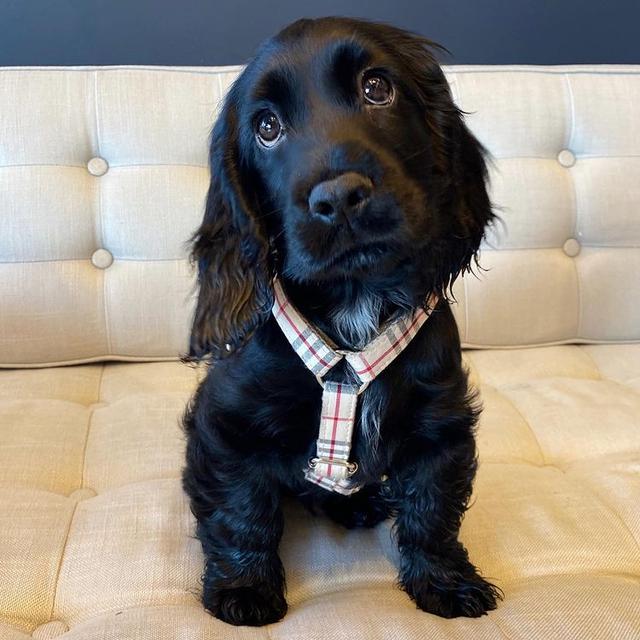 Cocker Spaniel Puppies WhatsApp me : +66 63 826 3042 รูปย่อยที่ 2