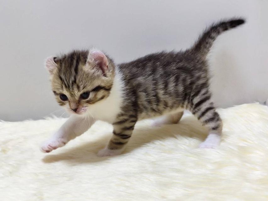 แมว อเมริกันเคิล น้องแมวหูบิน 5