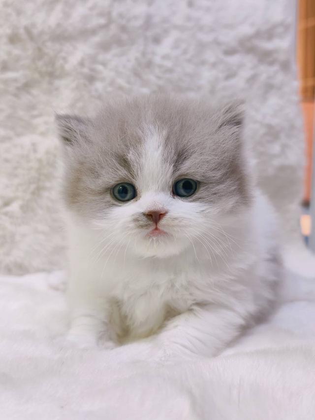 🐻 [เปิดจอง/หาบ้าน] British Shorthair คุณภาพสายเลือดดี หน้าหมี โครงสร้างตัน 🐻 รูปที่ 3