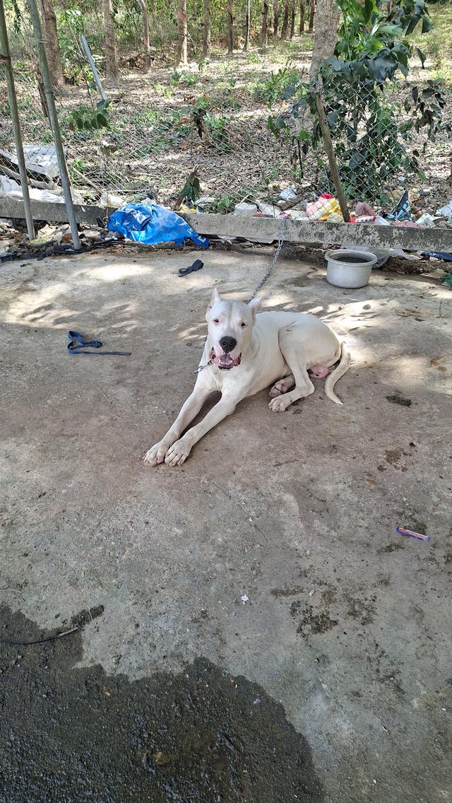 ขายพ่อพันโดโกอาเจนติโน่