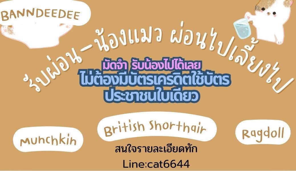 แมวหาบ้าน บริติช  แร็กดอล  มันช์กิ้นรัขผ่อน