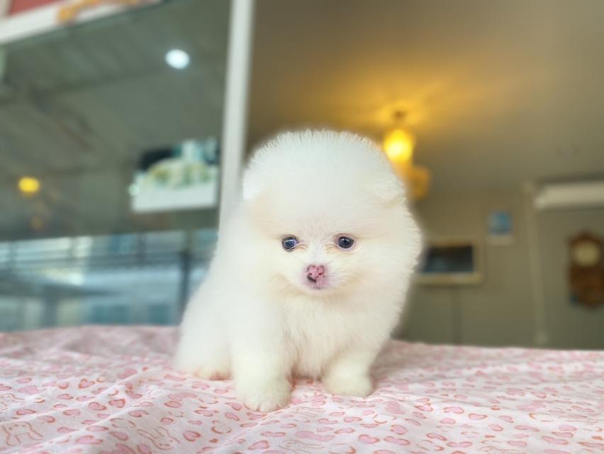 ลูกปอมเมอเรเนียนแท้  8