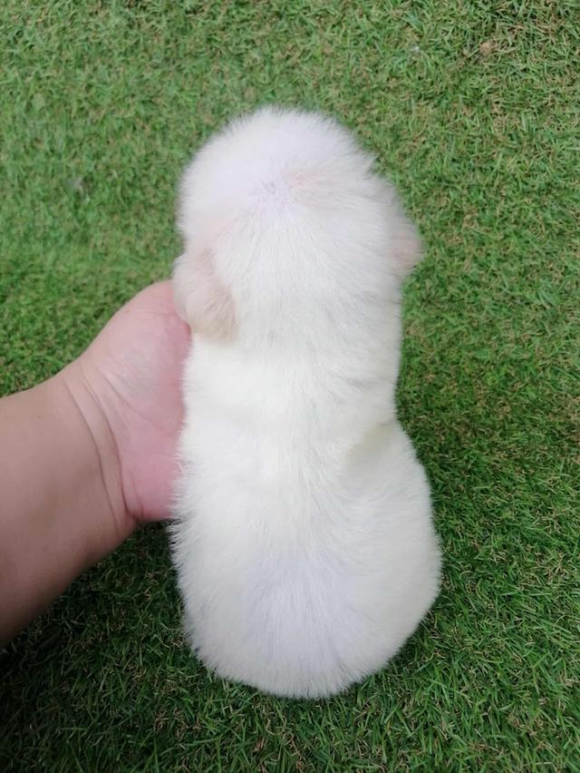 ดญ.กะทิ 3500  9