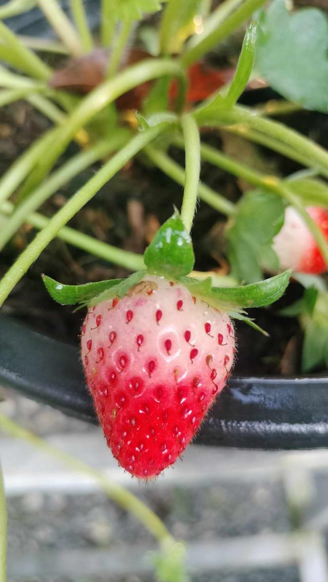 ต้นสตรอเบอร์รี่ กระถาง 10 นิ้ว รูปที่ 2
