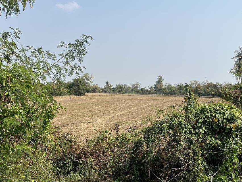 ✨ขายที่นา ทำเลทอง 10 ไร่ ติดถนนใหญ่ + คลองชลประทาน – ต.ย่านยาว อ.สามชุก จ.สุพรรณบุรี✨ 1