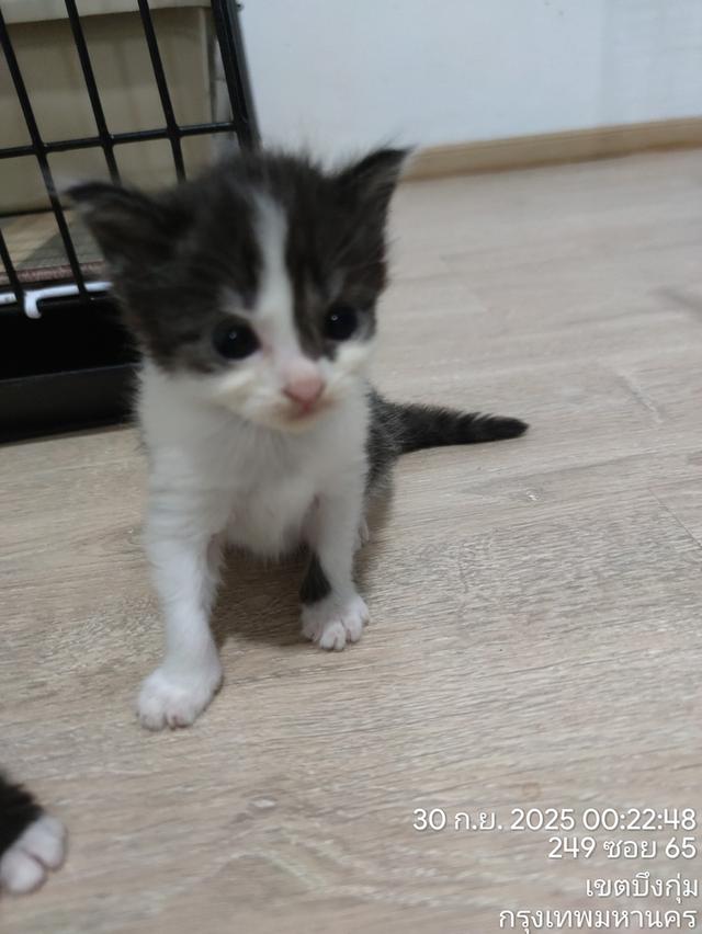 ลูกแมวหาบ้านใหม่ 2