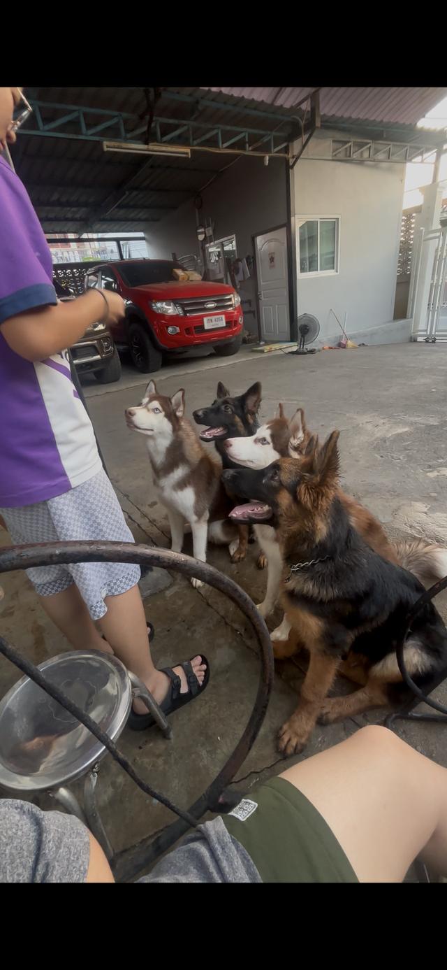 ขายสุนัข 4 ตัว ไซบีเลี่ยน2 เยอรมัน2 รูปที่ 2