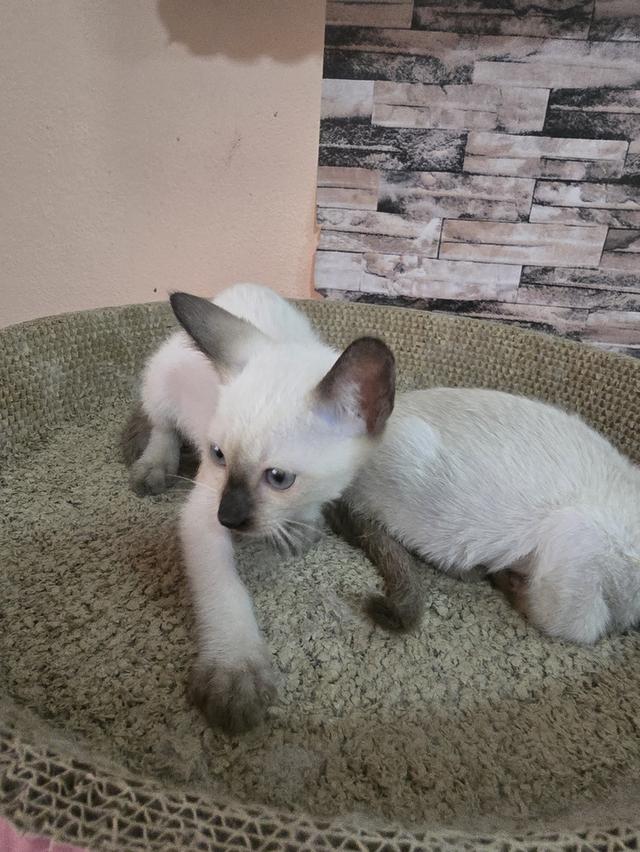 แมววิเชียรมาศพร้อมย้าย รูปที่ 6