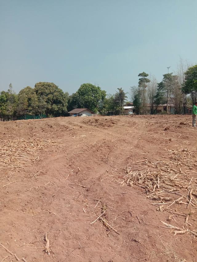 สวนห้อม ขายยกแปลง ไร่ละ 2.5 แสน มี 7 ไร่ 2 งาน