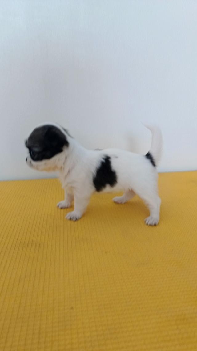 สุนัขชิวาวาแท้ ขาวดำ สุขภาพแข็งแรง รูปที่ 2