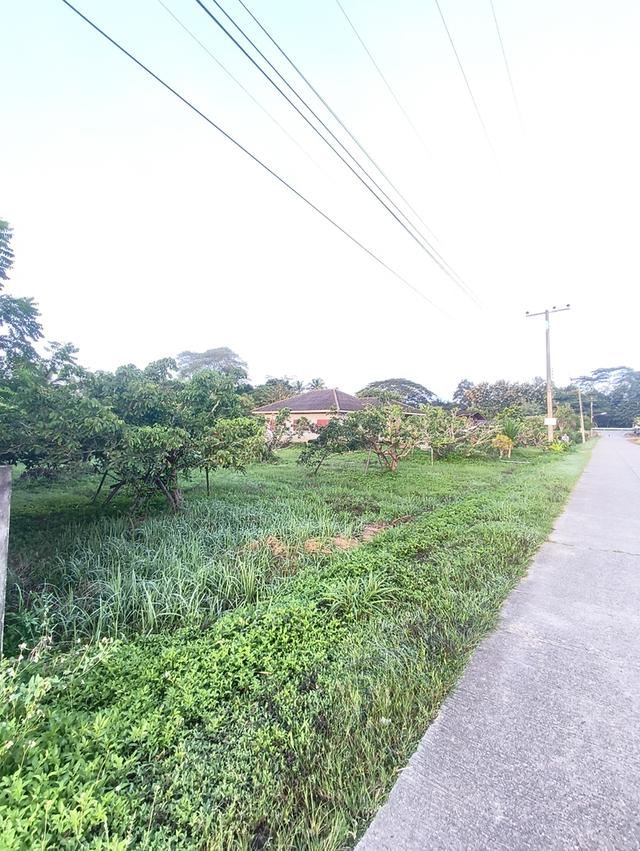 ที่ดินงามเชียงใหม่ 9