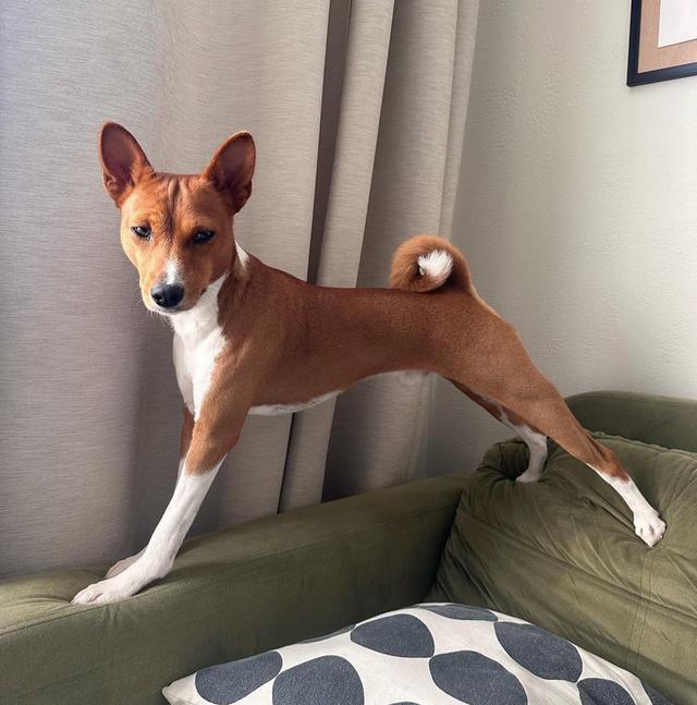 Basenji พันธุ์แท้จากฟาร์มชั้นนำ 3