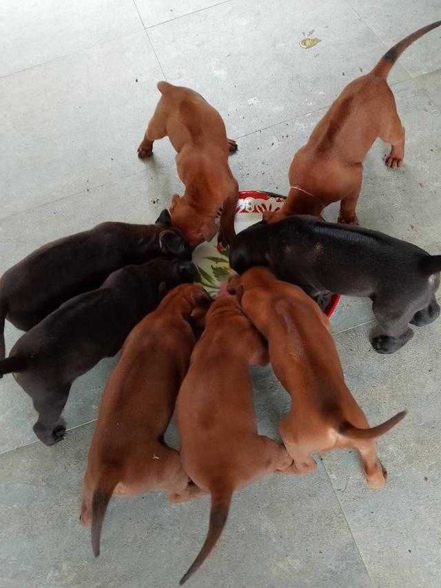 ลูกสุนัขไทยหลังอานสายตราดแท้ดั้งเดิมสุนัขบ้านเลี้ยงเอง