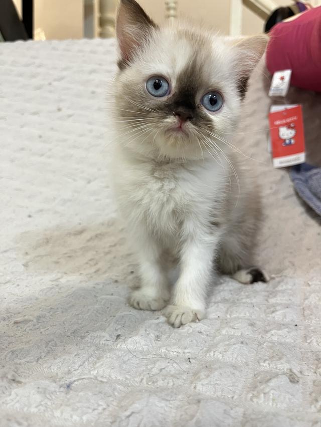 แมว สก๊อตผสมเปอเซีย 🔥🔥🔥🔥