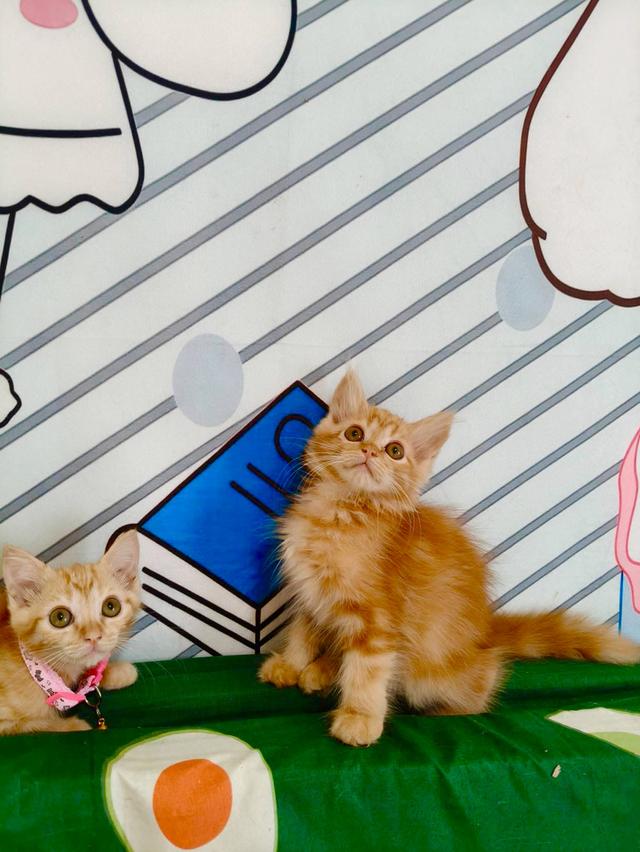 เปอร์เซียน้องผสมแบ่งเลี้ยง รูปย่อยที่ 2