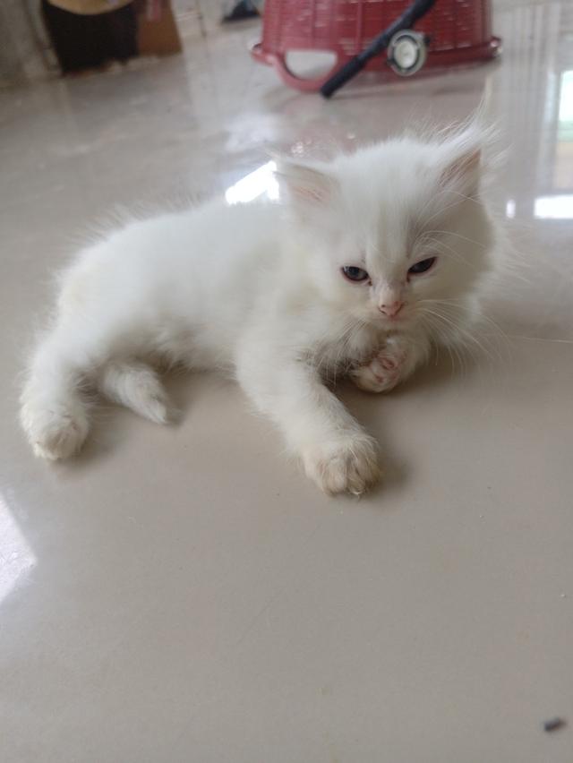 บริติช+เปอร์เซียขาวปุกปุย 4