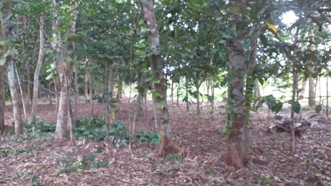 ขาย/ให้เช่า/หรือแลกเปลี่ยน ที่ดินสวนผลไม้ 1 ไร่ 2 งาน 3.8 ตร.ว. ติดคลองนุ้ย ต.ตำนาน อ.เมืองพัทลุง 3