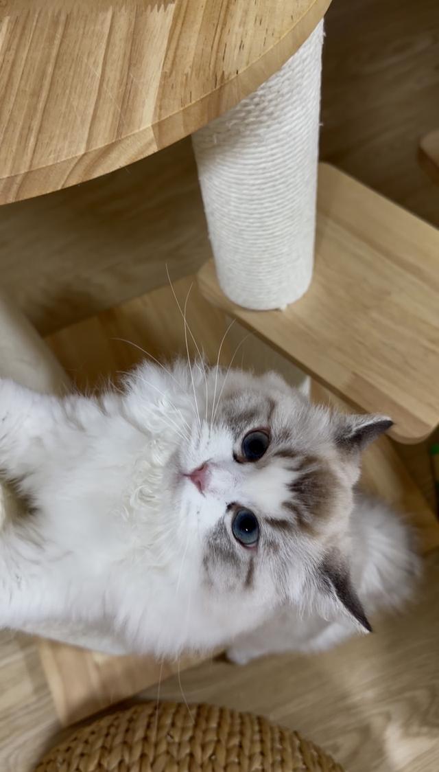 แมวแร็ดอลผู้หญิงอายุ7เดือน พร้อมจ้าย รูปที่ 2