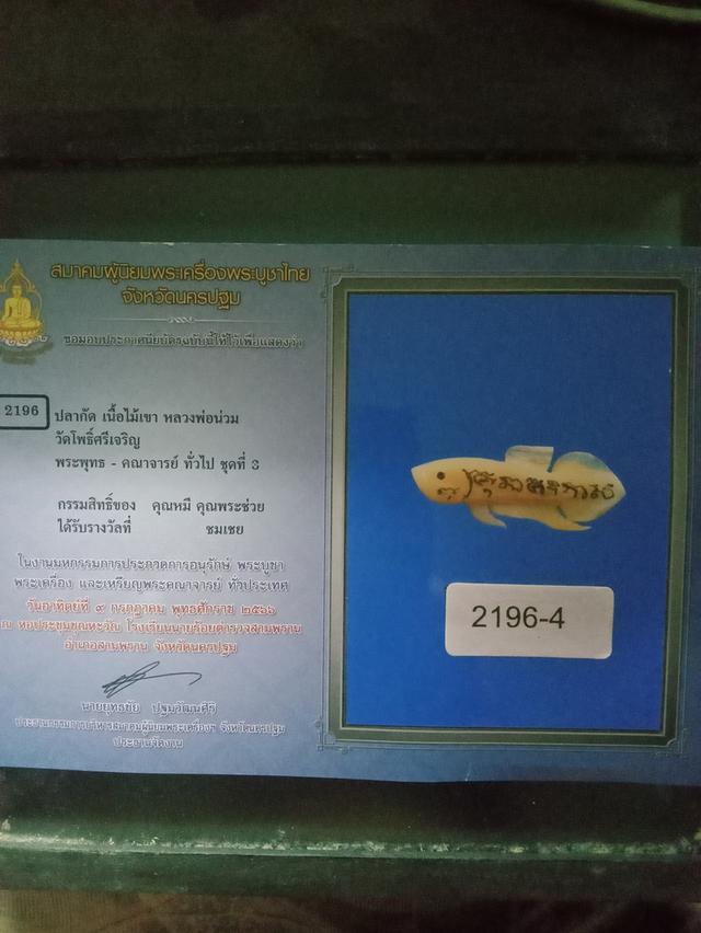 ปลากัด หลวงพ่อน่วม วัดโพธิ์ศรีเจริญ สุพรรณบุรี เนื้อเขาควาย ปี2557 2