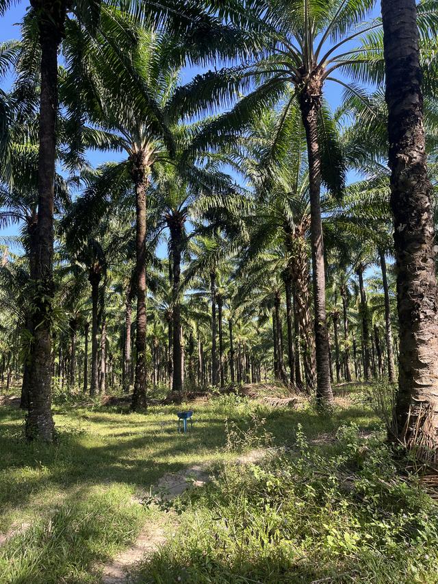 ที่ดินโฉนด จังหวัดชุมพร 3