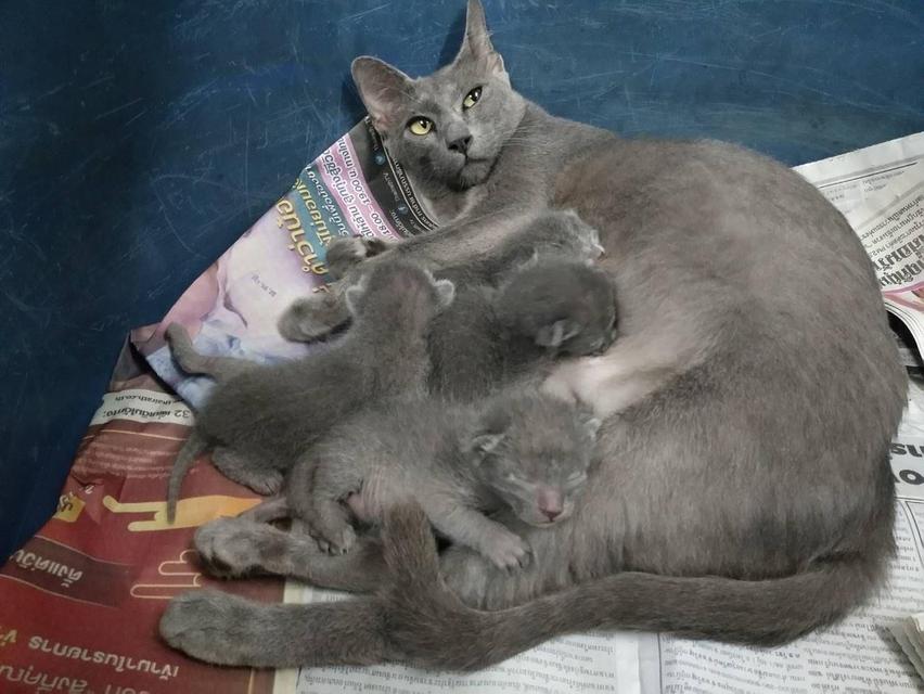 เด็กแรกเกิด แมวสีสวาด 2