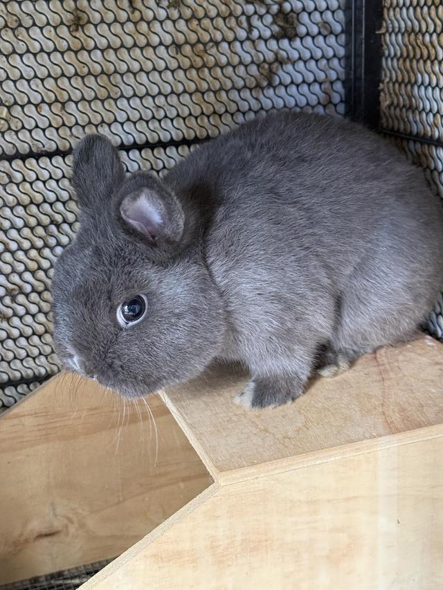 กระต่าย NetherlandDwarf