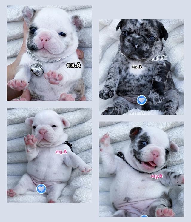 เฟรนช์บลูด็อกแท้ตาฟ้าสวยๆ