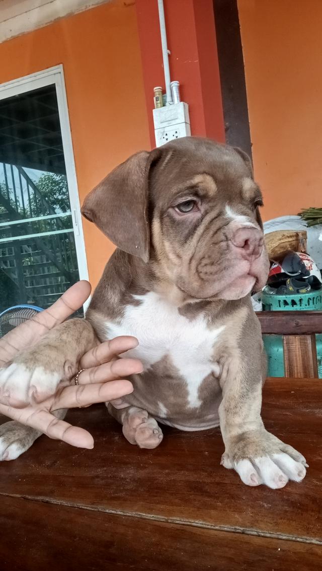 สุนัขอเมริกันบูลลี่ ตัวผู้ ฉีดวัคซีนแล้ว 3