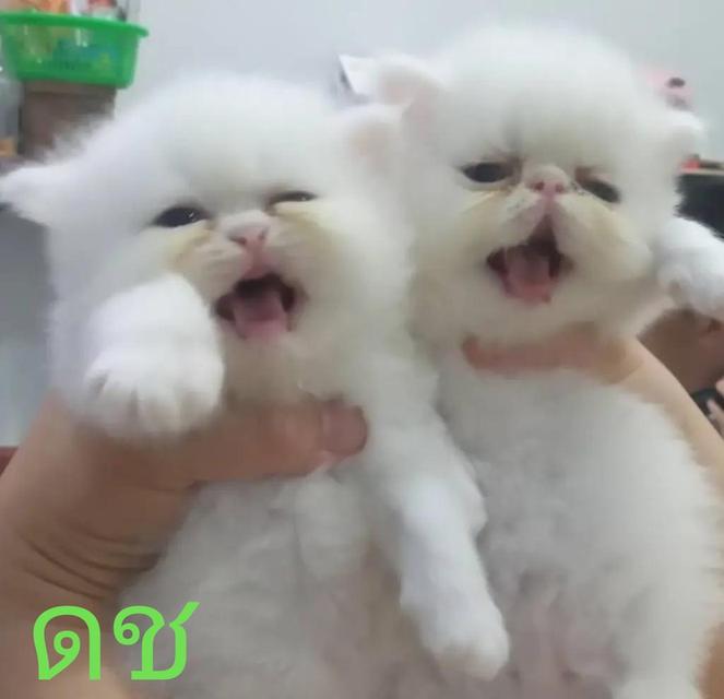 แอคโซติกลองแฮร์