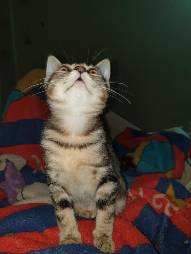 ขายเเมวเด็ก 3