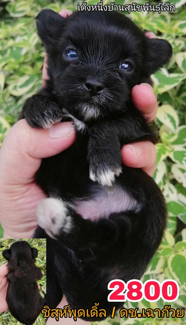 เปิดจอง ชิสุห์ผสม ปอม พุดเดิ้ล ชิวาว่า 12