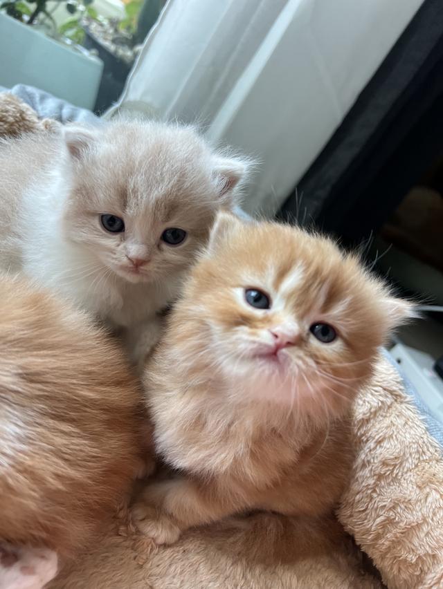  ลูกแมวเปอร์เซียแท้ เลี้ยงระบบปิด พร้อมย้ายบ้านเดือนธันวาคม น้องเกิดวันที่ 29/10/68