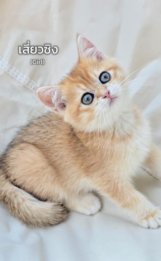 British shorthair Ny12🧸