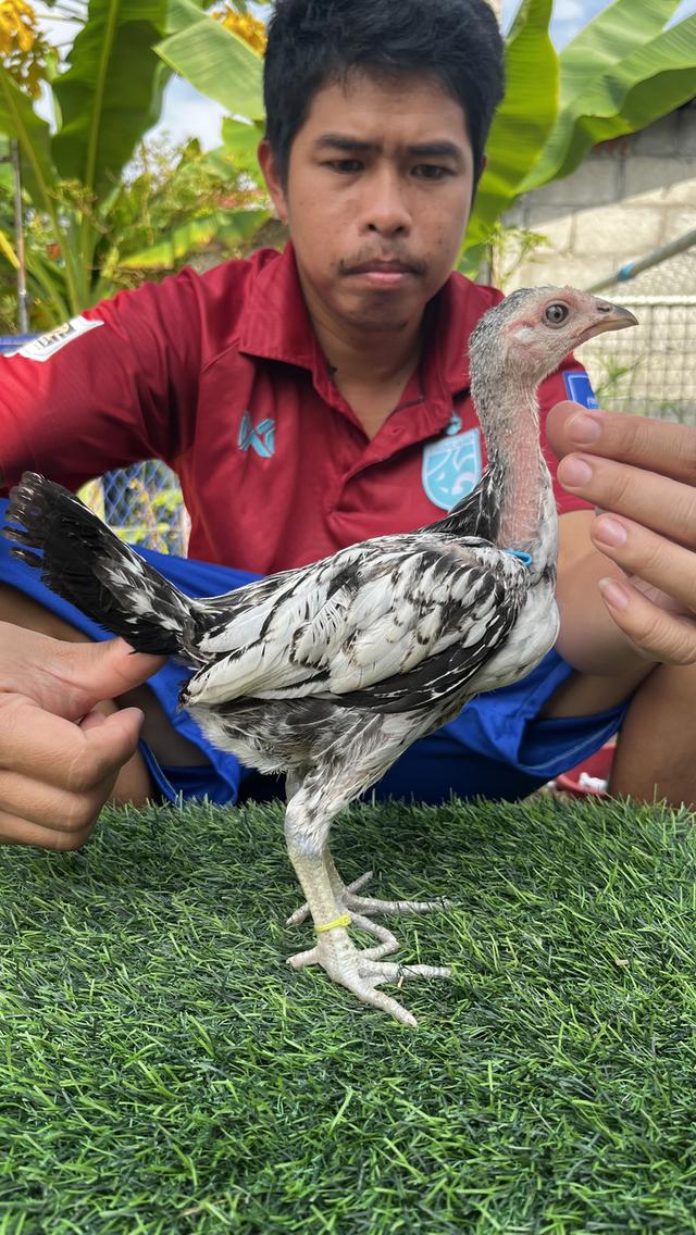 ลูกไก่ชน พม่า เหลี่ยม ไอคิว