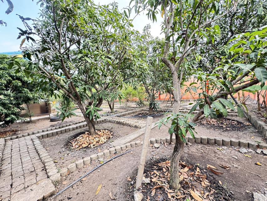 บ้านเดี่ยว 500 ตร.วา เรียบคลองบางโพธิ์เหนือ สามโคก ปทุมธานี เฟอร์ครบ พร้อมอยู่ 19