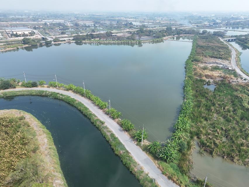 ขายที่สีม่วง  31  ไร่ ใกล้ถนนเลียบมอเตอร์เวย์ สาย 7 ใกล้นิคมอมตะ ชลบุรี  ต.บางนาง อ.พานทอง จ.ชลบุรี 3