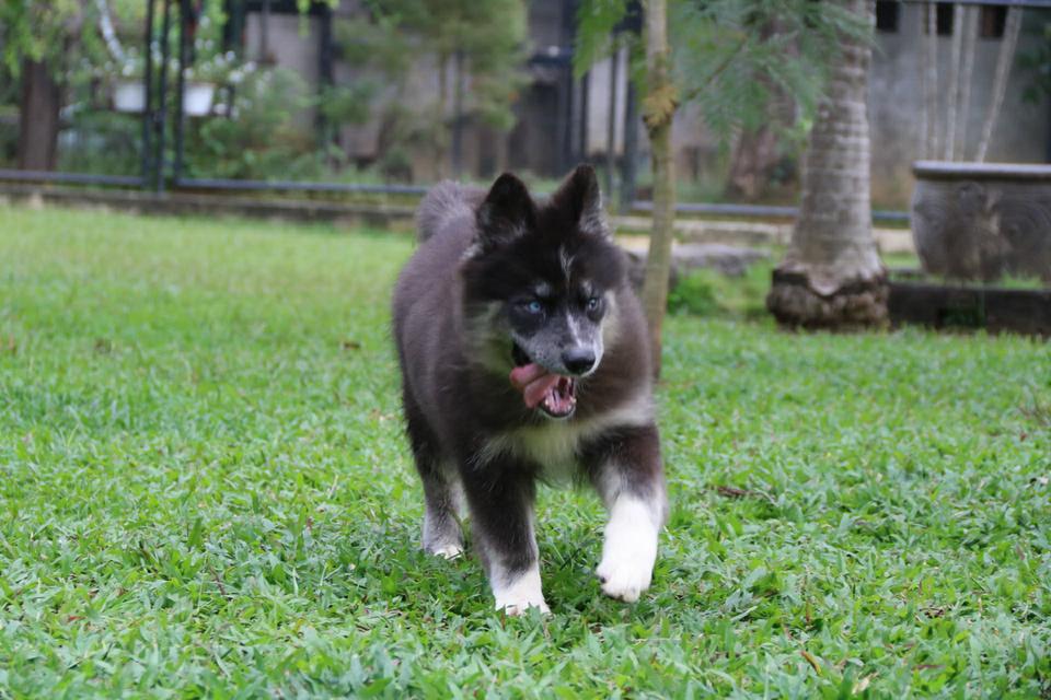 ไซบีเรียนแท้ เพศหญิง ตาสองสี