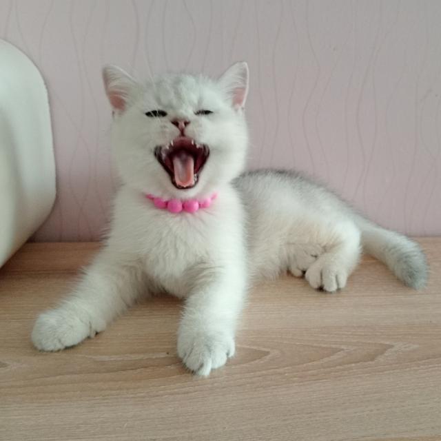 😺ลูกแมวสก็อตติชโฟล์ดแท้🐈🐈🐈 6