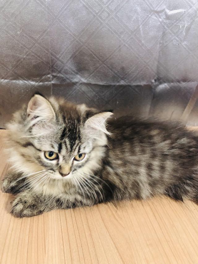 น้องแมวพันธุ์ หิมาลายันผสมชินชิล่า เพศหญิง 2