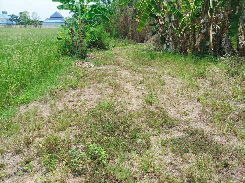 ขายที่ดิน 11ไร่95ตร.ว. ต.ป่าป้อง อ.ดอยสะเก็ด จ.เชียงใหม่ 12