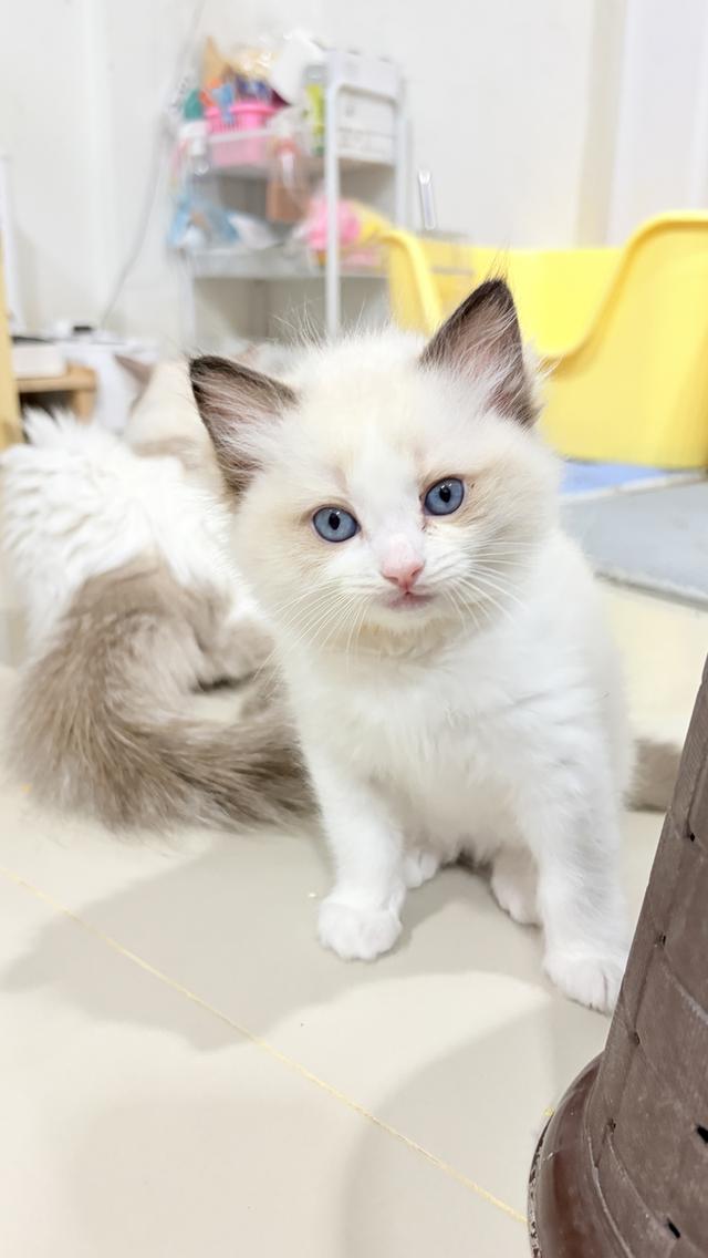 แมวสายพันธุ์Ragdoll  ผู้หญิง 40,000 บาท  ตรวจสุขภาพก่อนย้ายบ้าน  มีใขเพ็ด WCF  ทำวัคซีนแล้ว