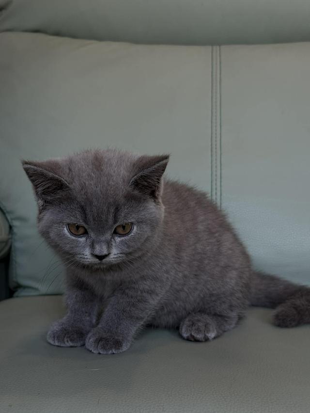 บริติช ช็อตแฮร์ สีบลู